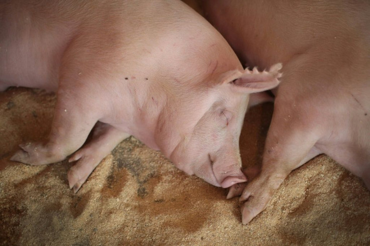 China, which has been hit by an outbreak of African swine fever, said it had bought a 'considerable' amount of US pork