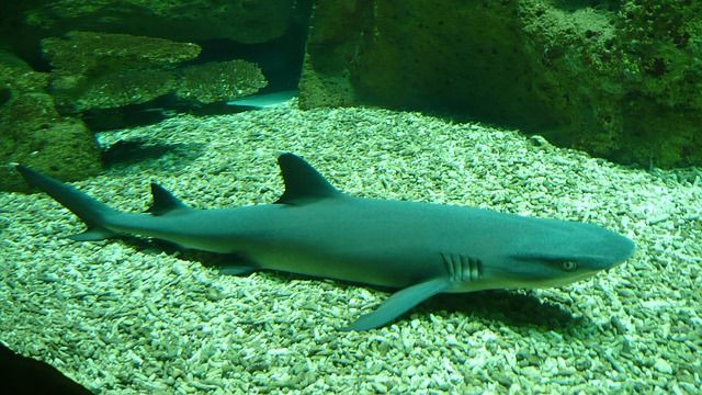 whitetip-shark-586792_640