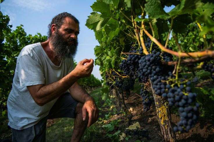 Swedish winemaker Murre Sofrakis, 51, is one of the country's biggest winemakers