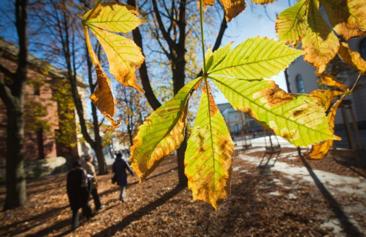 The iconic horse-chestnut, or conker tree, is now vulnerable following significant declines across Europe, according to experts