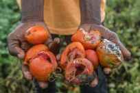 Left to rot: Part of a tomato harvest that a Benin farmer had grown for sale in Nigeria