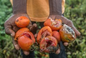 Left to rot: Part of a tomato harvest that a Benin farmer had grown for sale in Nigeria