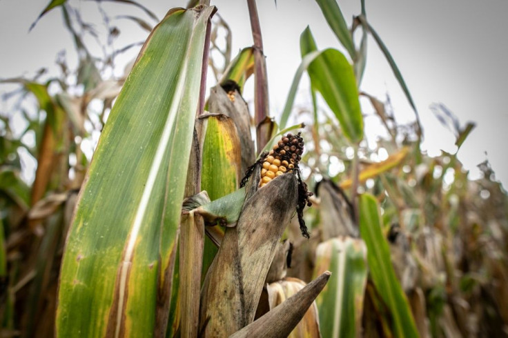 A soot-covered corn cob in Saint Martin du Vivier, near Rouen in northern France. Farmers in the area have been ordered to destroy crops tainted by the Lubrizol blaze.