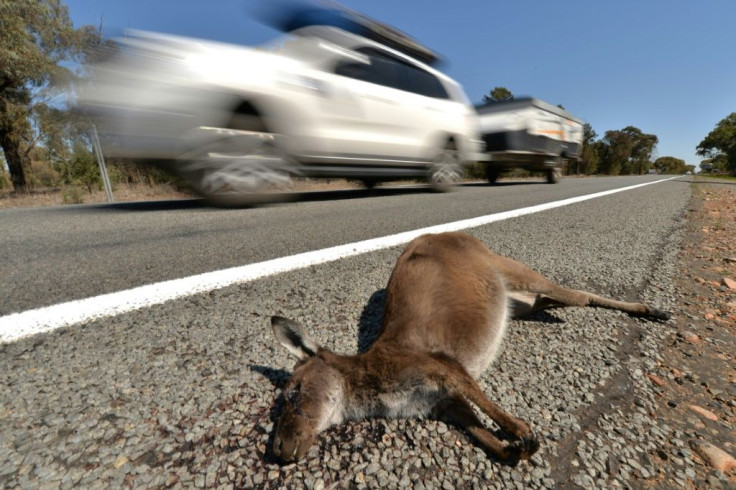 The sight of dead kangaroos by the roadside is not uncommon in New South Wales state, where about 90 percent of car crashes involve collisions with the animals