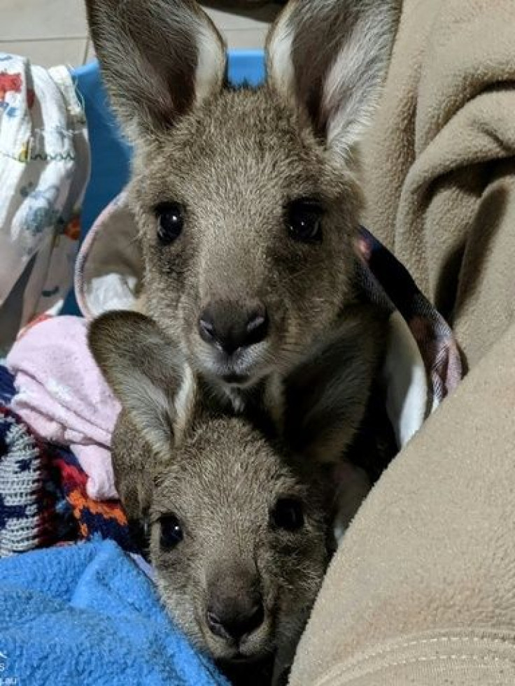 Two of the kangaroo joeys orphaned in the incident