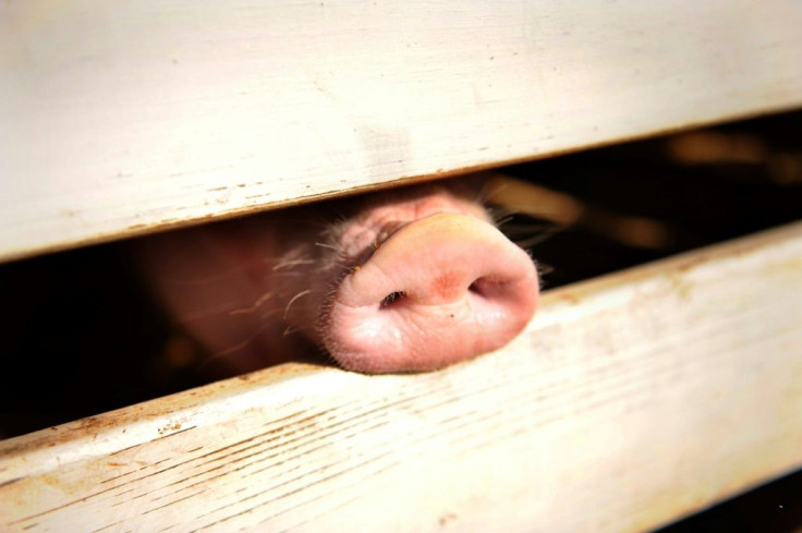 China's swine herd has tumbled about 40 percent since the disease broke out in the country more than a year ago