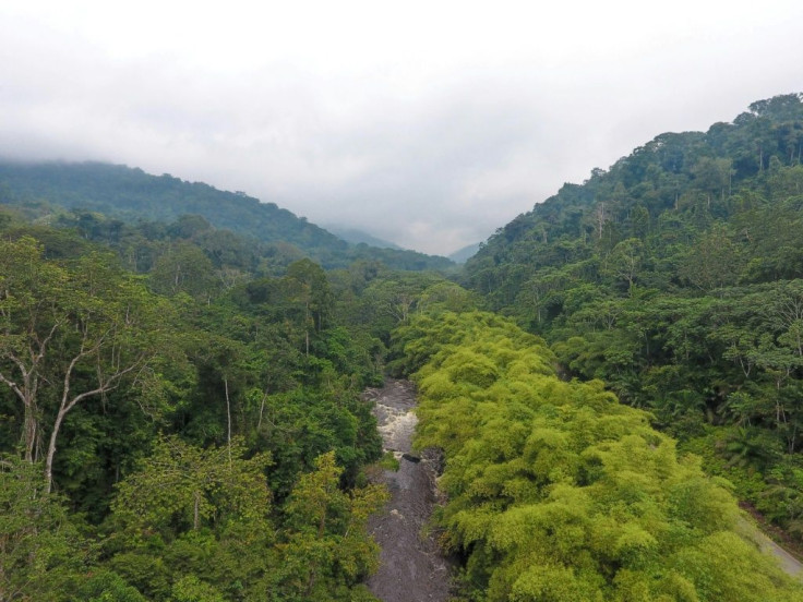 Green Gabon: The small Central African country is a rare jewel -- 90 percent of its area is covered by forest