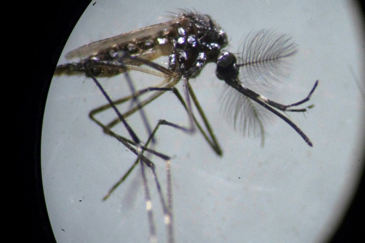 An Aedes aegypti mosquito is seen through a microscope at the Fiocruz institute in Rio de Janeiro, where researchers are working to advance the fight against dengue