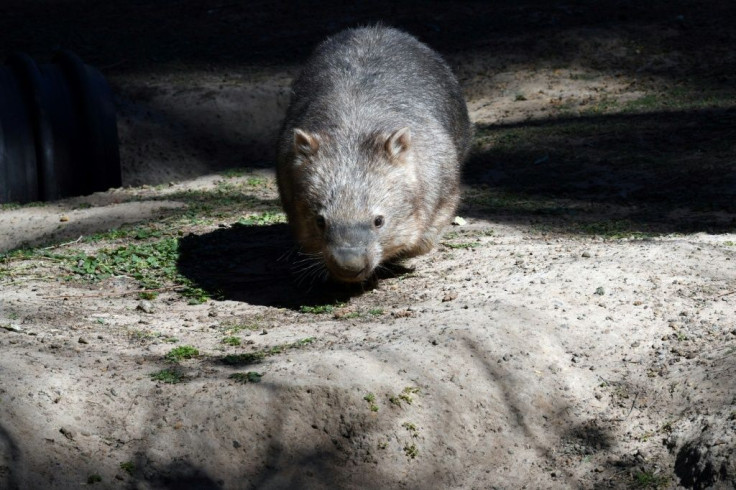 Squat and furry, wombats are a protected species across Australia