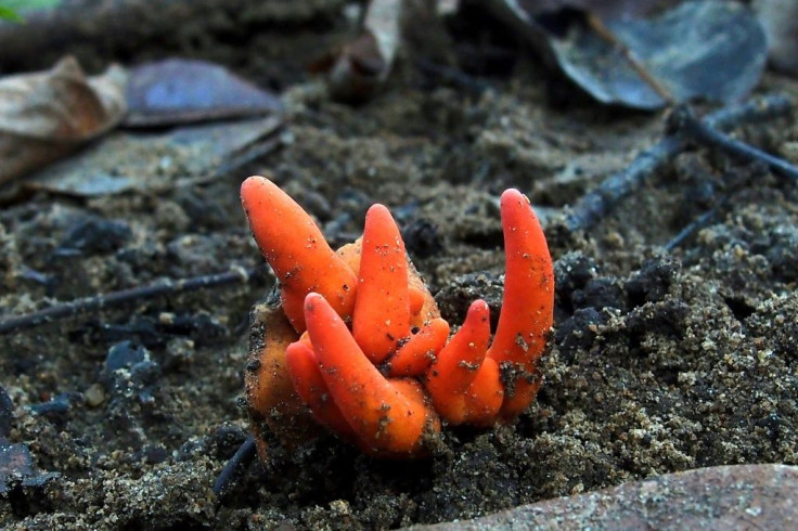 Poison Fire Coral is the only known mushroom with toxins that can be absorbed through the skin, and causes a 'horrifying' array of symptoms if eaten