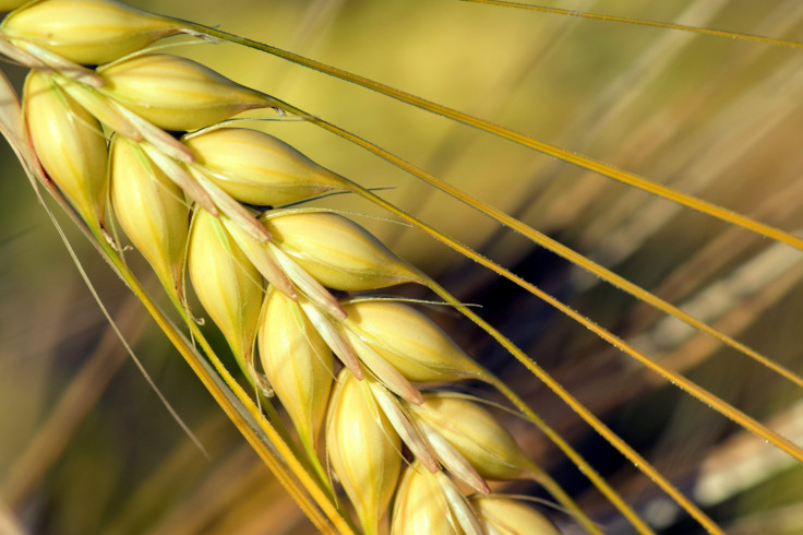 Barley lowers blood sugar