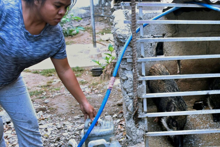 The tiny half-island nation of East Timor has said some 400 pigs died over the past two weeks