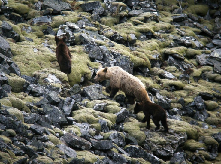 There are between 330 and 350 brown bears in the Cantabrian Mountains, including more than 40 females, one of which is seen here in a picture released by Spain's Fundacion Oso Pardo (Brown Bear Foundation)