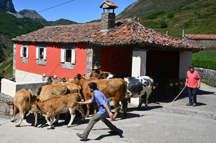 The bears' presence in Somiedo nature reserve has not prevented livestock farming -- there are now 8,000 head of cattle compared to 5,000 in 1988, says the local mayorÂ 