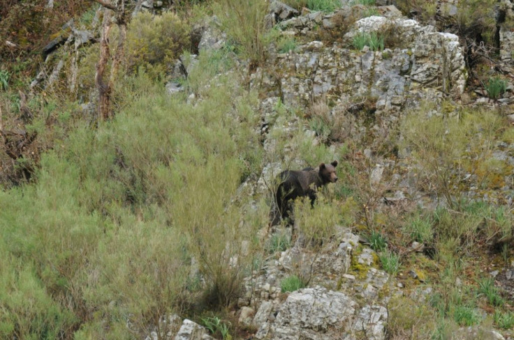 The brown bears of Cantabria have become a magnet for tourists in the Somiedo nature reserve, says local mayor Belarmino Fernandez