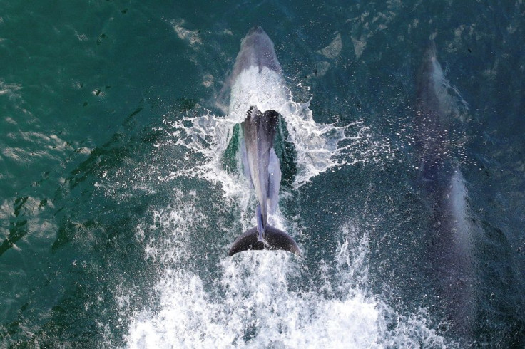In 2013, British oil giant BP, French company Total and Brazil's Petrobras joined forces to buy exploration blocks in the Amazon Reef area