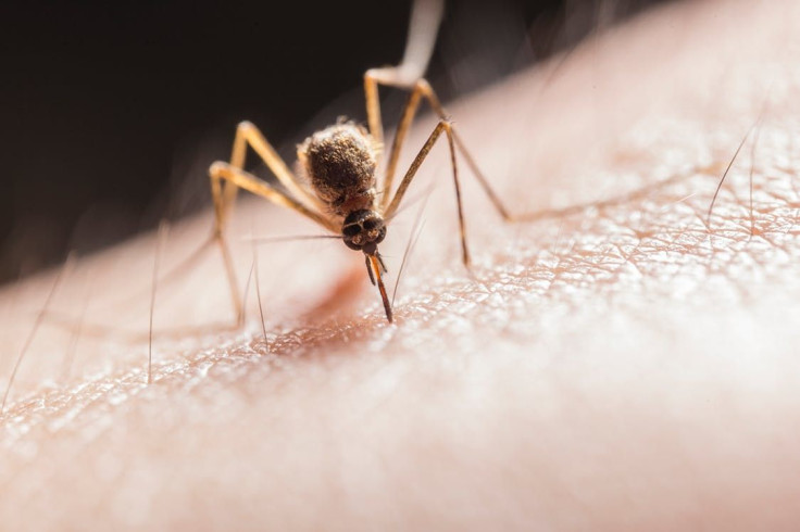 Mosquito-borne illness Eastern Equine Encephalitis