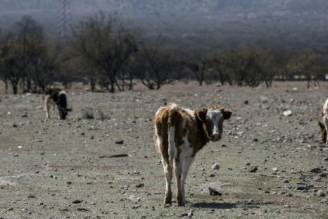 Cows seen on farmland left arid by a lack of rainwater in Colina, north of Santiago, Chile
