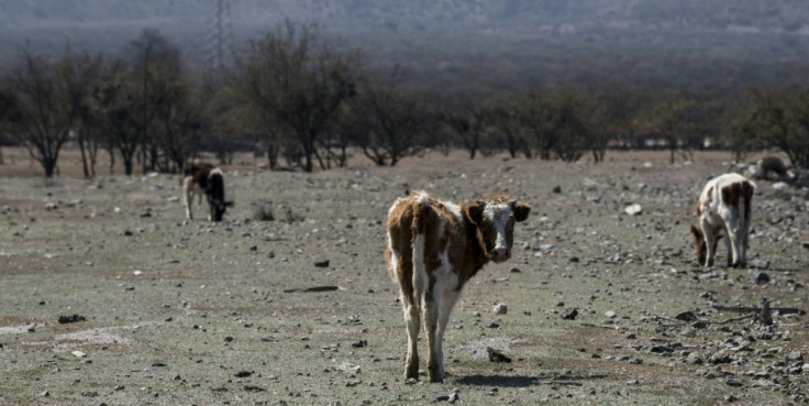 Cows seen on farmland left arid by a lack of rainwater in Colina, north of Santiago, Chile