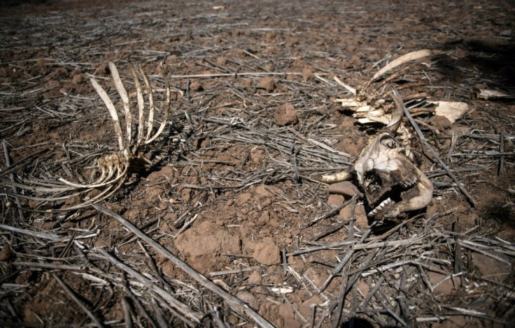The skeleton of a cow seen on an arid farm in Chile's Valparaiso region