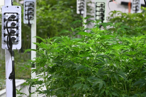Marijuana plants grow at a dispensary in Los Angeles