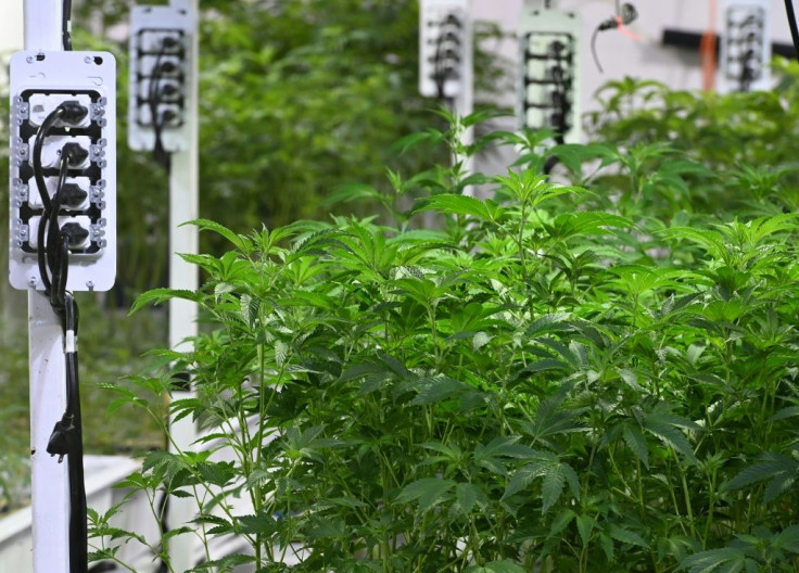 Marijuana plants grow at a dispensary in Los Angeles