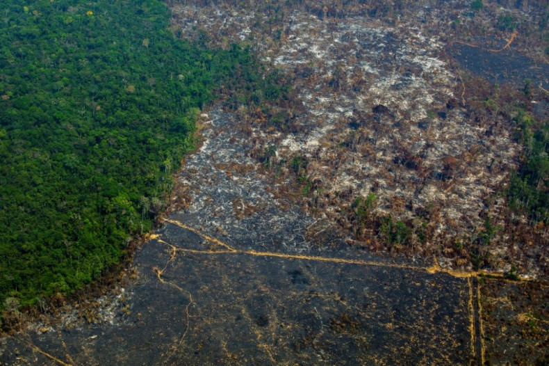 There is growing alarm at the deforestation of the Amazon