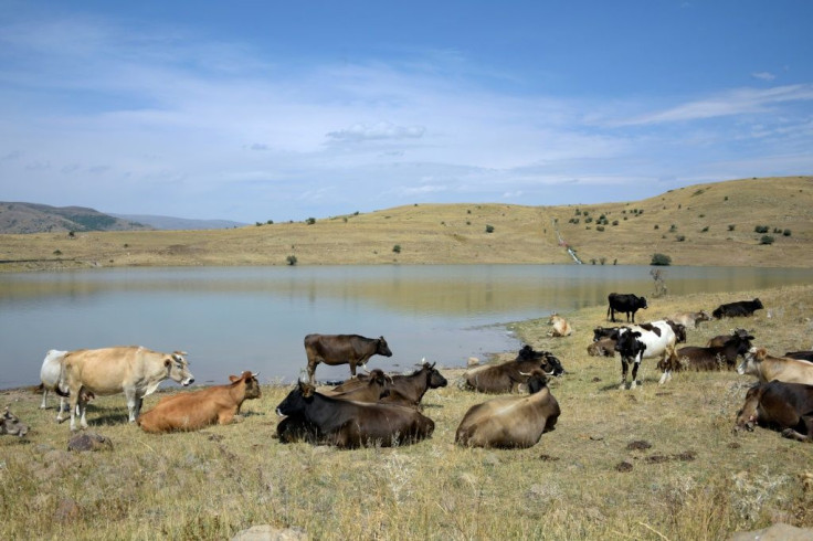 Cows graze near the Armenian village of Gndevaz, where locals are angry over goldmining plans they say could pollute their drinking water and hit tourism