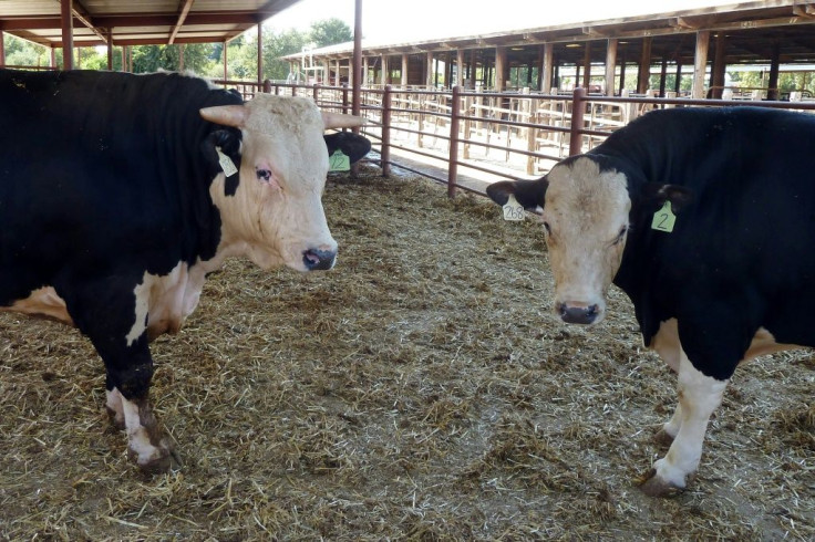 The hornless offspring of a gene- modified bull (L), alongside a horned control cow, are seen at the University of California-Davis