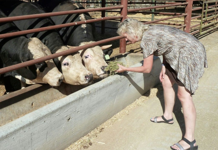 Alison Van Eenennaam, animal geneticist at the University of California-Davis, feeds alfalfa to two hornless offspring of a gene-modified bull and a horned control cow, at the university's farm in Davis, California