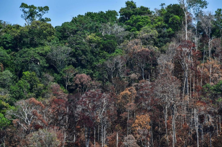 Burnt sections of the Amazon rainforest near Moraes Almeida, on the trans-Amazonian highway in Para state, Brazil