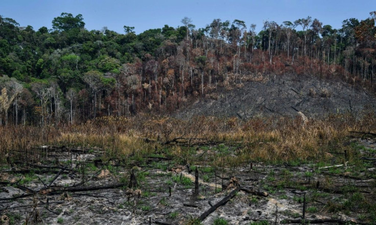 Forest scarred by fire near Moraes Almeida, a town along a section of the trans-Amazonian highyway, in Itaituba, Para state, Brazil.