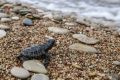 Only one in 1,000 of the tiny loggerhead turtle hatchlings will survive