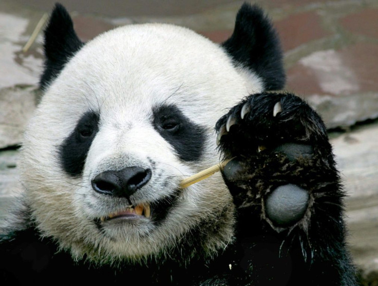 Chiang Mai zoo director Wutthichai Muangmun said that before his death, Chuang Chuang was doing what he liked best -- eating bamboo