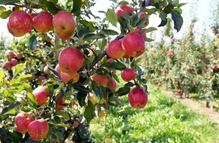 Poland is Europe's largest producer of apples, poultry, raspberries and potatoes -- and is also an EU international transport giant