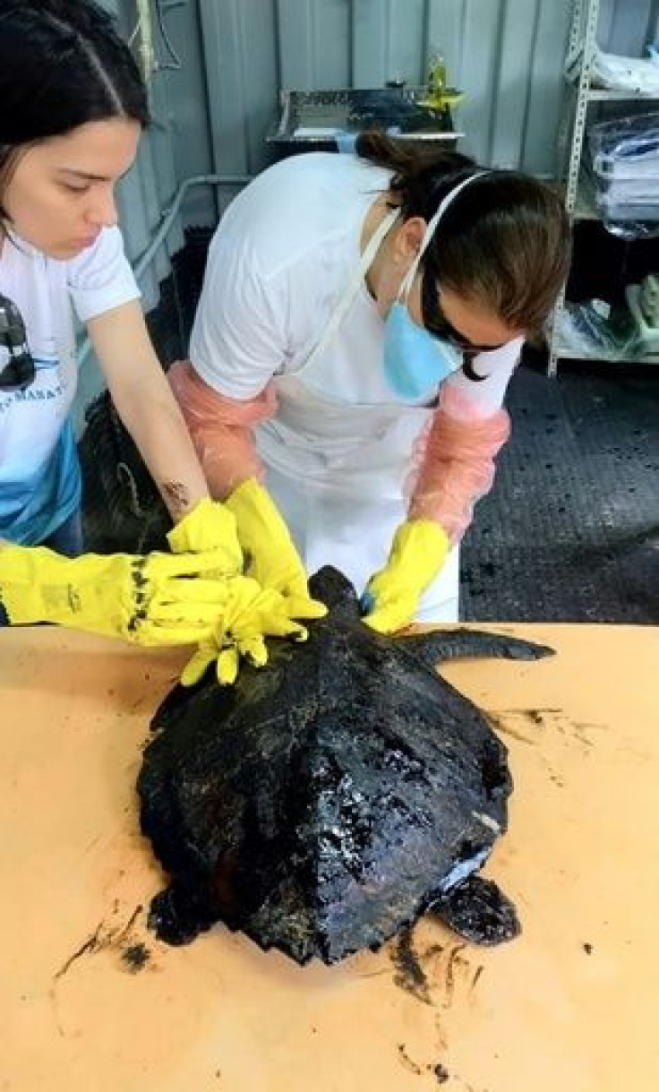 Biologists at a marine mammal rehabilitation center in Ceara State, Brazil, treating a turtle covered in oil