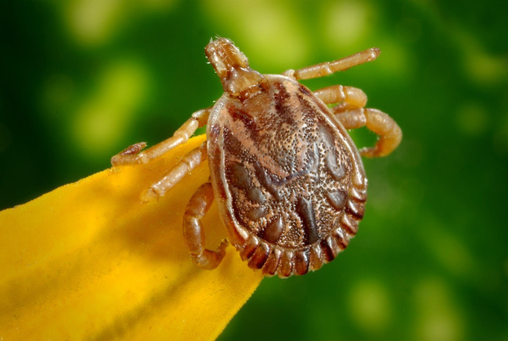 Inflammatory rashes and lyme disease