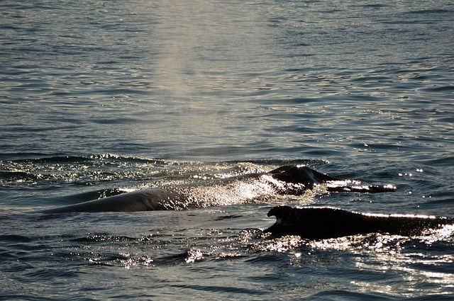 whales-3873730_640
