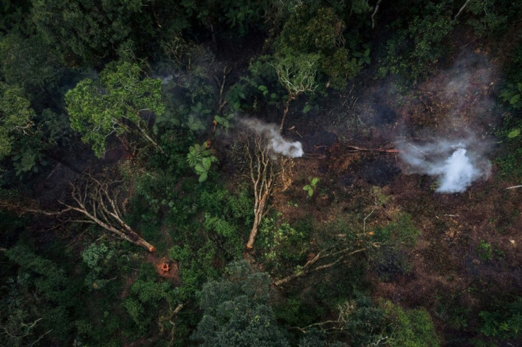 Trees in the gorillas' habitat are being chopped down for charcoal