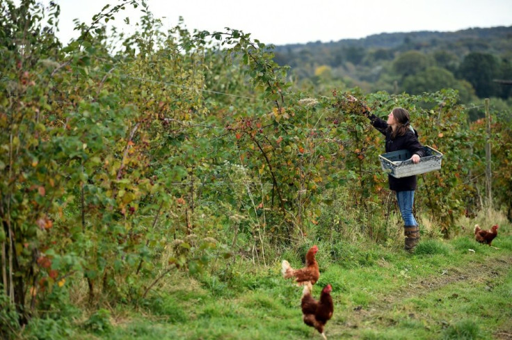 Organic farm co-manager Ellie Woodcock of Brambletye Fruit in East Sussex fears Brexit will have "quite a negative impact", opening the door to less stringent checks on food