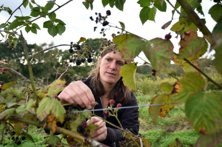 Organic farm co-manager Ellie Woodcock only employs locally because she has no facilities to house seasonal workers but has faced great difficulties finding anyone