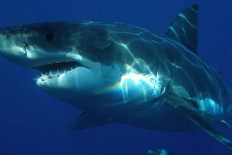 great-white-shark-398276_640 (1)