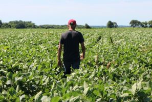 While US farmers like this one, pictured in a soybean field in the Midwestern state of Illinois, stand to gain from a tentative trade deal with China, many are waiting for more details