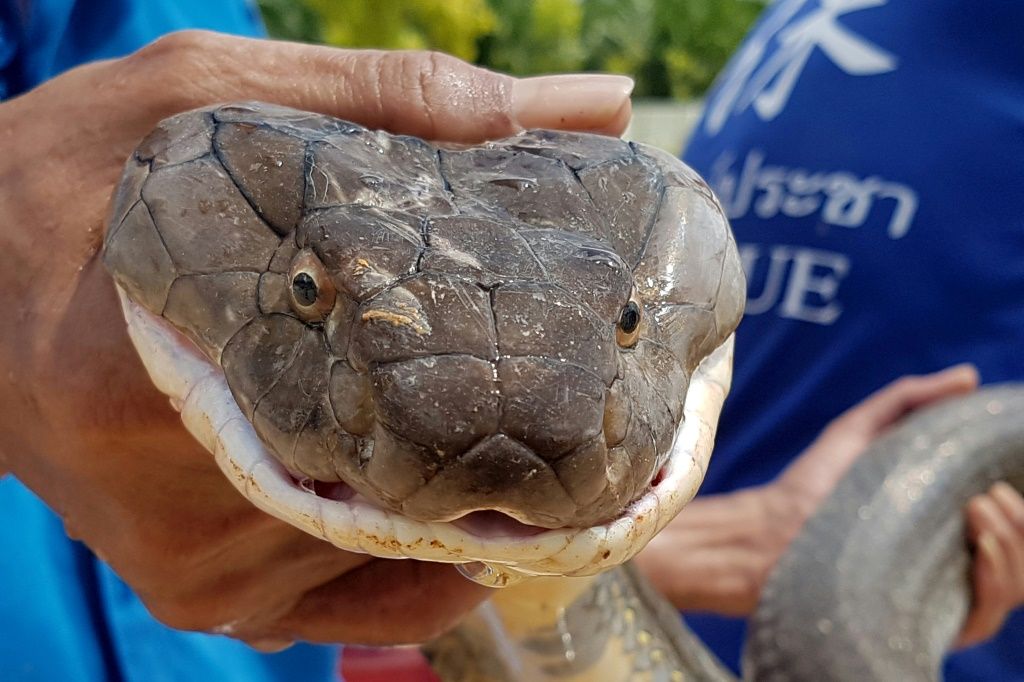 Can a snake crawl in your mouth as you sleep? Experts examine viral video