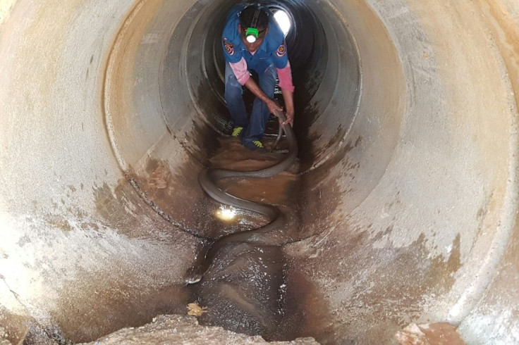 A rescuer grabbed the king cobra by its tail as it attempted to flee into a drainage pipe