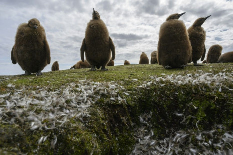 The islands' rich biodiversity includes five species of penguins (King penguin chicks pictured) and more than 25 species of whales and dolphins