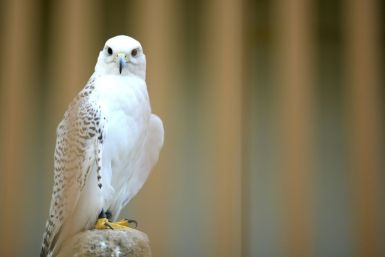Within Arab society, falconry is a prestigious tradition that has been practised for centuries