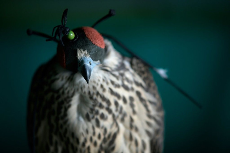 The night before they are flown to the Middle East, the falcons will have their eyes covered and talons secured to calm them before the flight