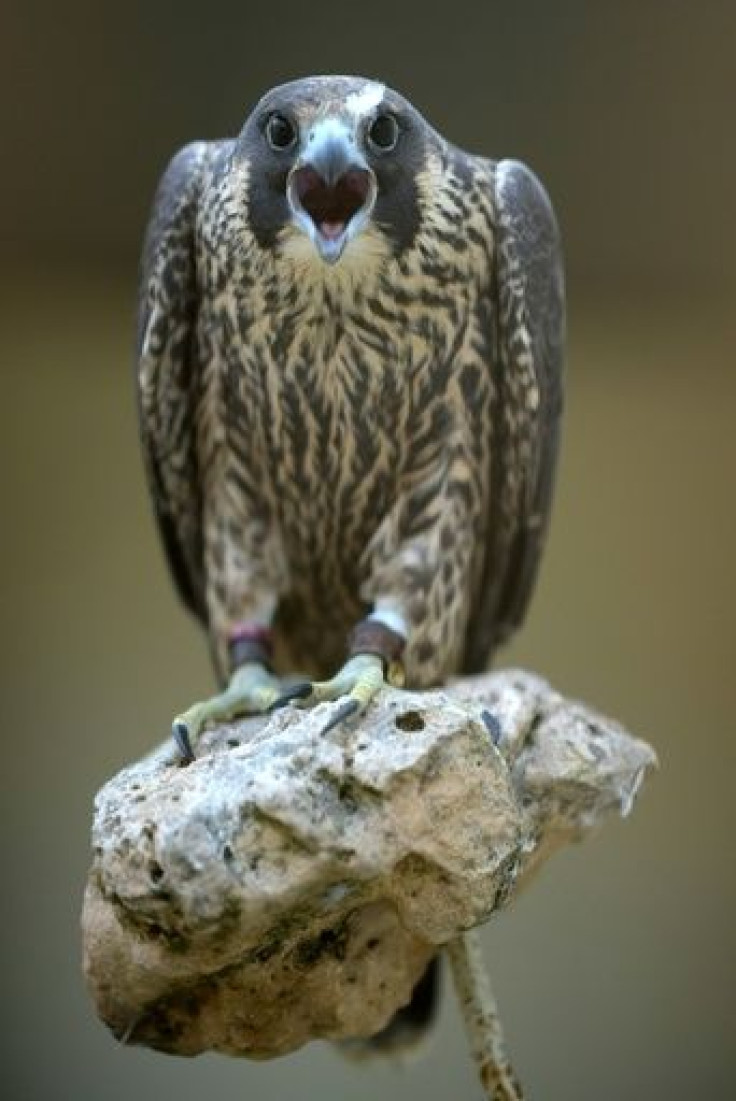 With their long, tapered wings, falcons have exceptional flight capabilities