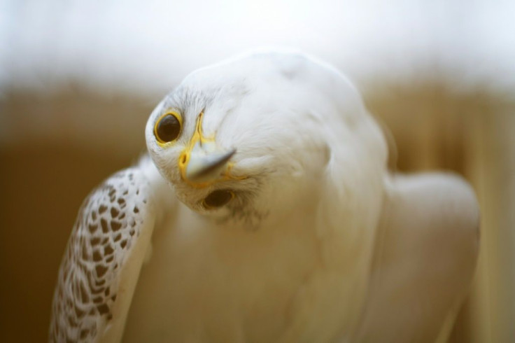 Spain has an age-old tradition of falconry dating back to the Middle Ages when it was introduced by the Visigoths and the Arabs